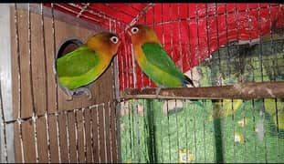 Green Fisher Love Bird Parrot Breeder Pair For Sale