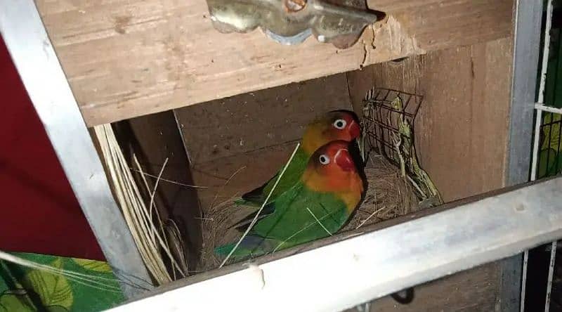 Green Fisher Love Bird Parrot Breeder Pair For Sale 1