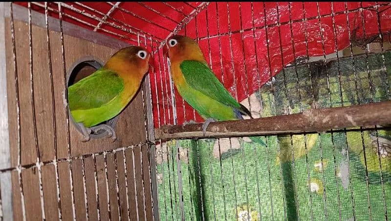 Green Fisher Love Bird Parrot Breeder Pair For Sale 2