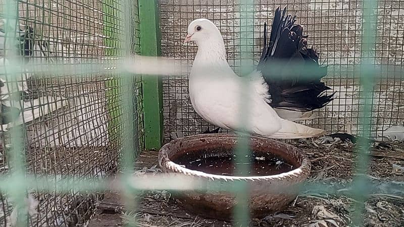 fancy white laka breeder male 4