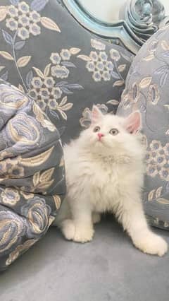 Persian cat for sale