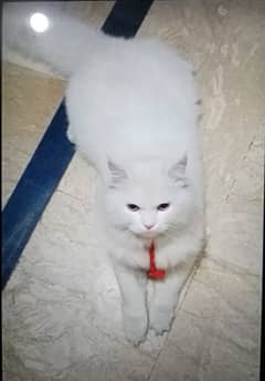 white color cat