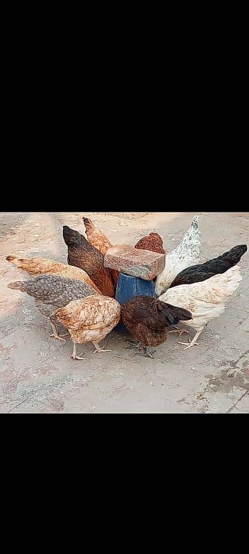 Egg laying hens 0