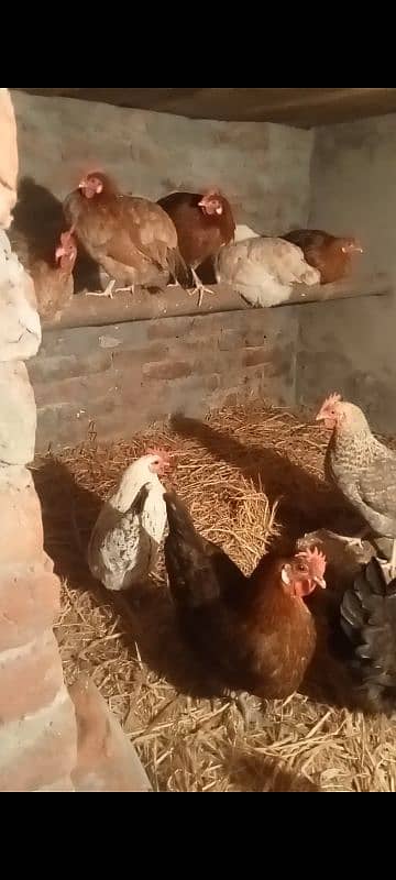 Egg laying hens 2