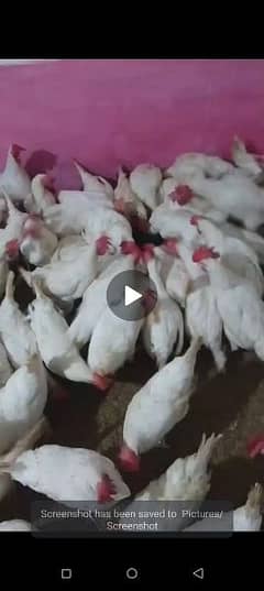 Layer Hen / Laye Murghi for sale egg laying