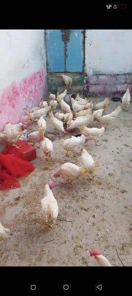 Layer Hen / Laye Murghi for sale egg laying 1