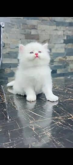 Persian cat for sale male or female my WhatsApp 0325=24=52. =785