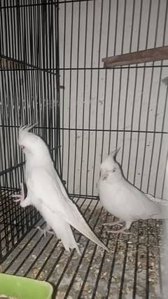 Cocktail breeder pair love birds with egg Australian cage