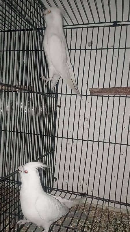 Cocktail breeder pair love birds with egg Australian cage 1