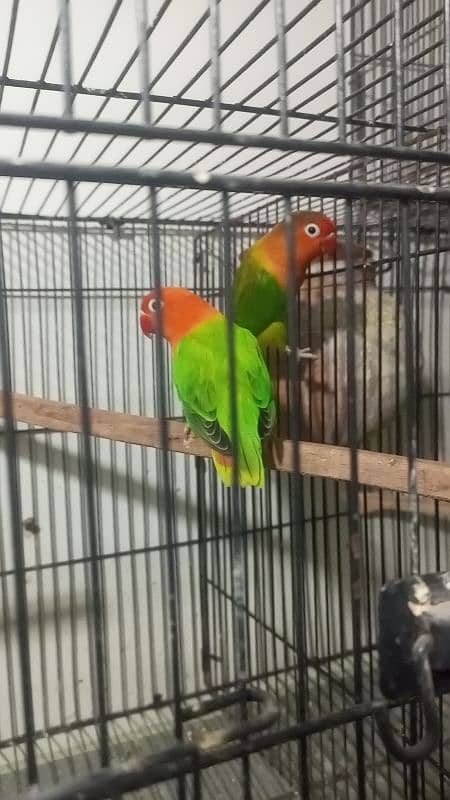 Cocktail breeder pair love birds with egg Australian cage 3