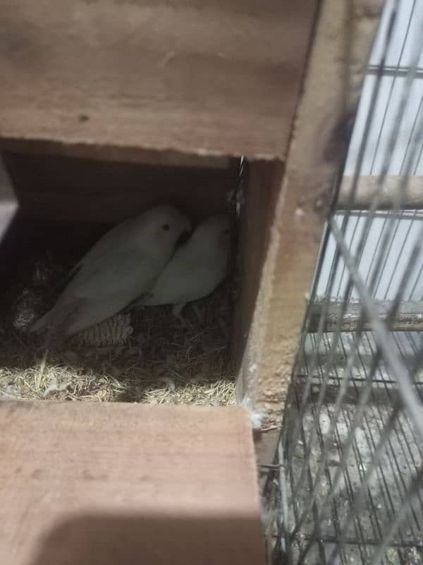 Cocktail breeder pair love birds with egg Australian cage 5