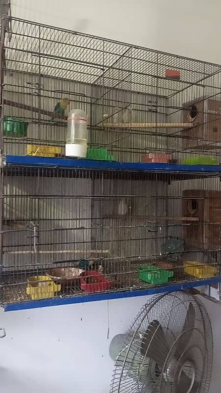 Cocktail breeder pair love birds with egg Australian cage 7