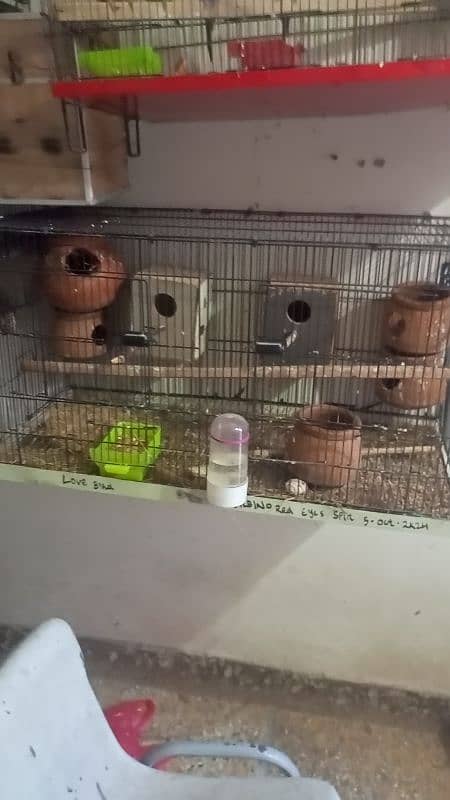 Cocktail breeder pair love birds with egg Australian cage 8