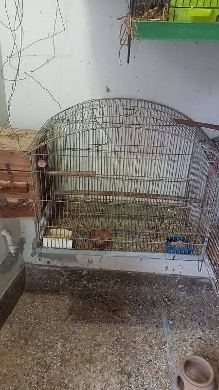 Cocktail breeder pair love birds with egg Australian cage 9