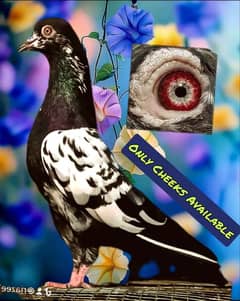 pure breeder pairs high flying pigeon for sale