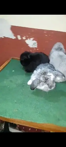 | Rabbit | bunny | Holland | Netherlands | Hottot |All Breed For Sale