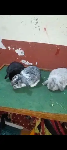 | Rabbit | bunny | Holland | Netherlands | Hottot |All Breed For Sale — photo 2