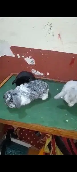 | Rabbit | bunny | Holland | Netherlands | Hottot |All Breed For Sale — photo 3