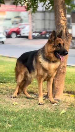 Pure German shepherd dog Male