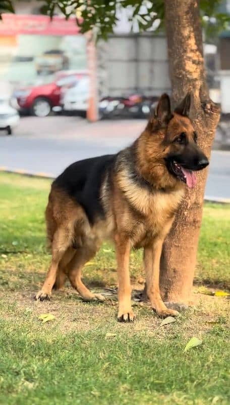 Pure German shepherd dog Male 0