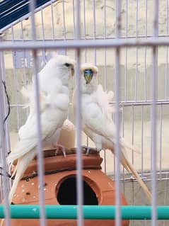 white hogoromo pair with cage