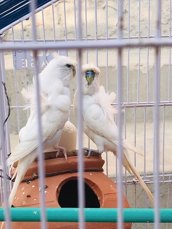 white hogoromo pair with cage 0