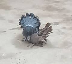 Indian fantails pigeon pair