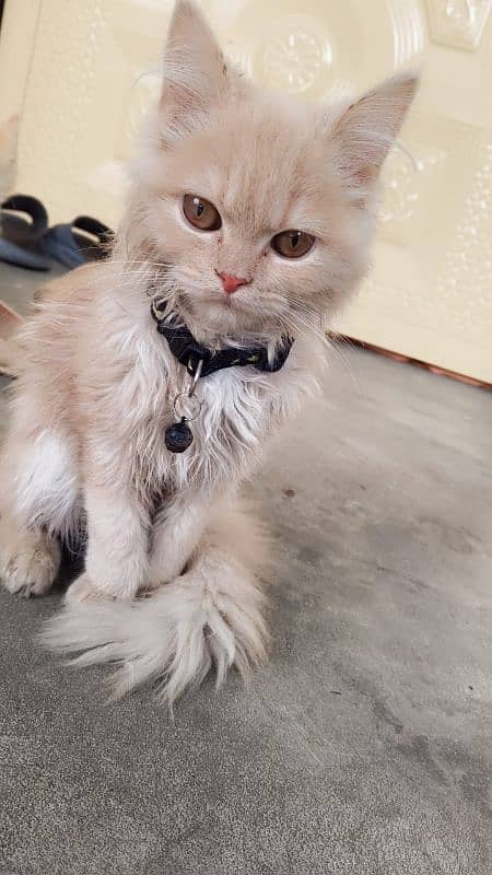 Persian cat 0