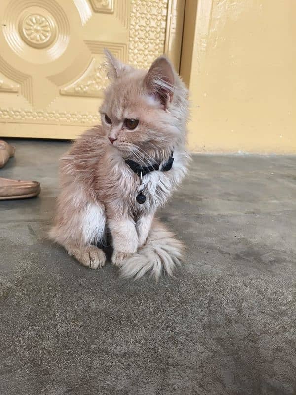 Persian cat 1