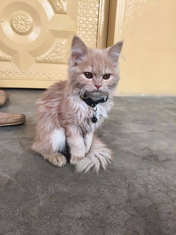 Persian cat 3