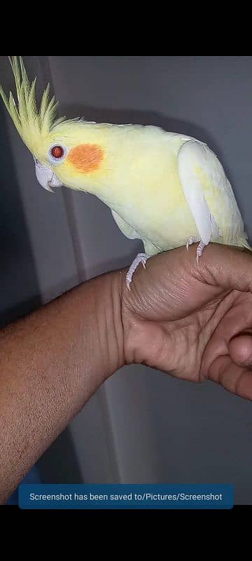 Hand tame cockatiel and lovebirds 4