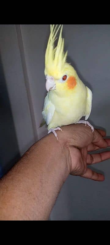 Hand tame cockatiel and lovebirds 6