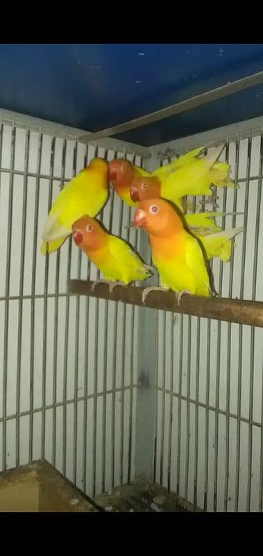 love birds pathy 1