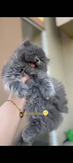 Persian cat for sale male or female my WhatsApp 03225=24=52=785