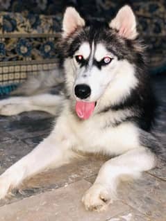 Siberian husky female.