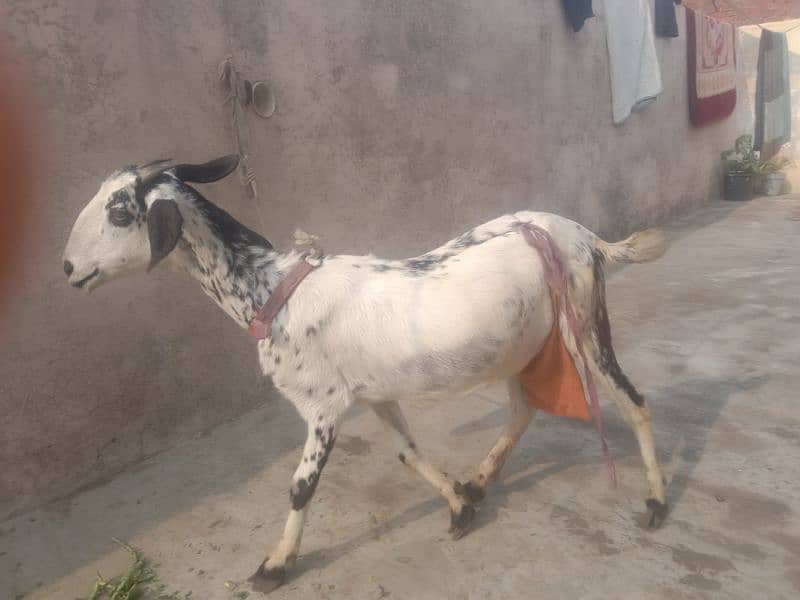 Goats and baby 0