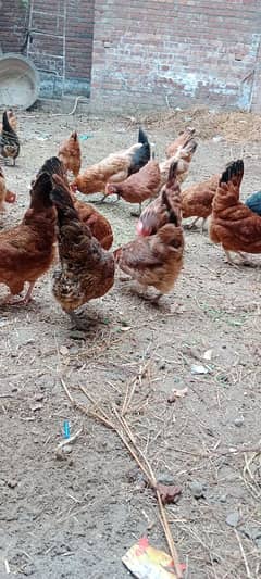 Golden Misri Egg laying Hen Desi murgi Female chick