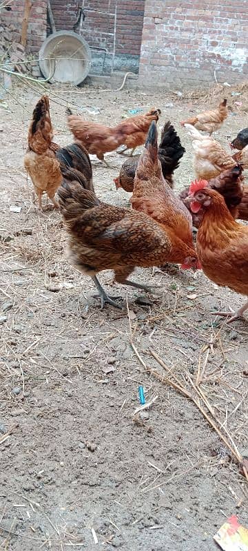 Golden Misri Egg laying Hen Desi murgi Female chick 1