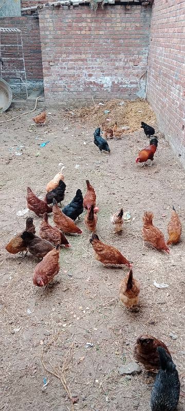 Golden Misri Egg laying Hen Desi murgi Female chick 2