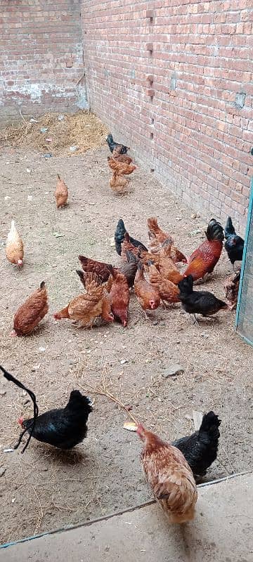 Golden Misri Egg laying Hen Desi murgi Female chick 3