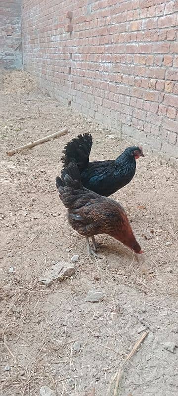 Golden Misri Egg laying Hen Desi murgi Female chick 5