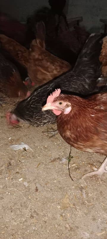 Golden Misri Egg laying Hen Desi murgi Female chick 7