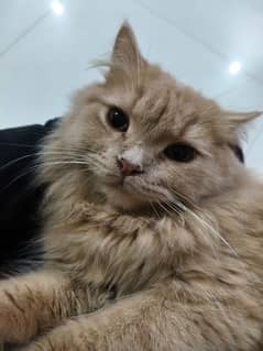 Persian Male Cat