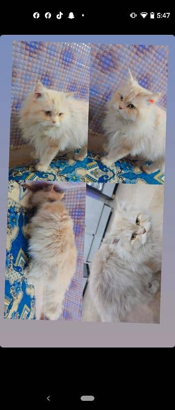 good and healthy cat male hai 0