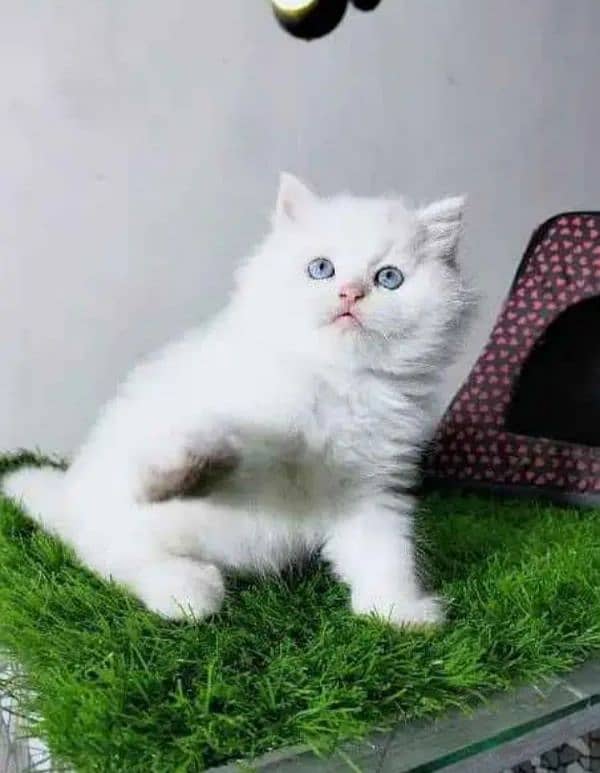 quality Persian panch face cate & kittan male female both available h 0