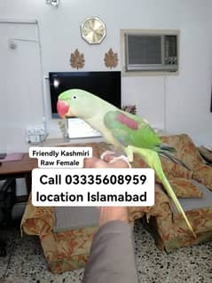 Hand Tamed Full Friendly Kashmir Raw Female Parrot