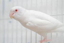 albino red eyes male breeder