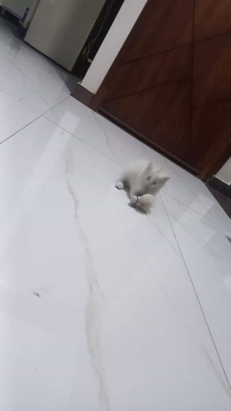 Persian cat  urgent for sale 0