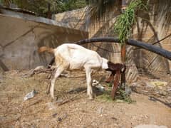 bakra for sell