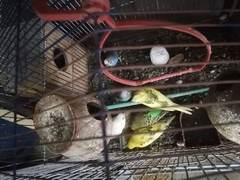 Austrian budgie parrots 0